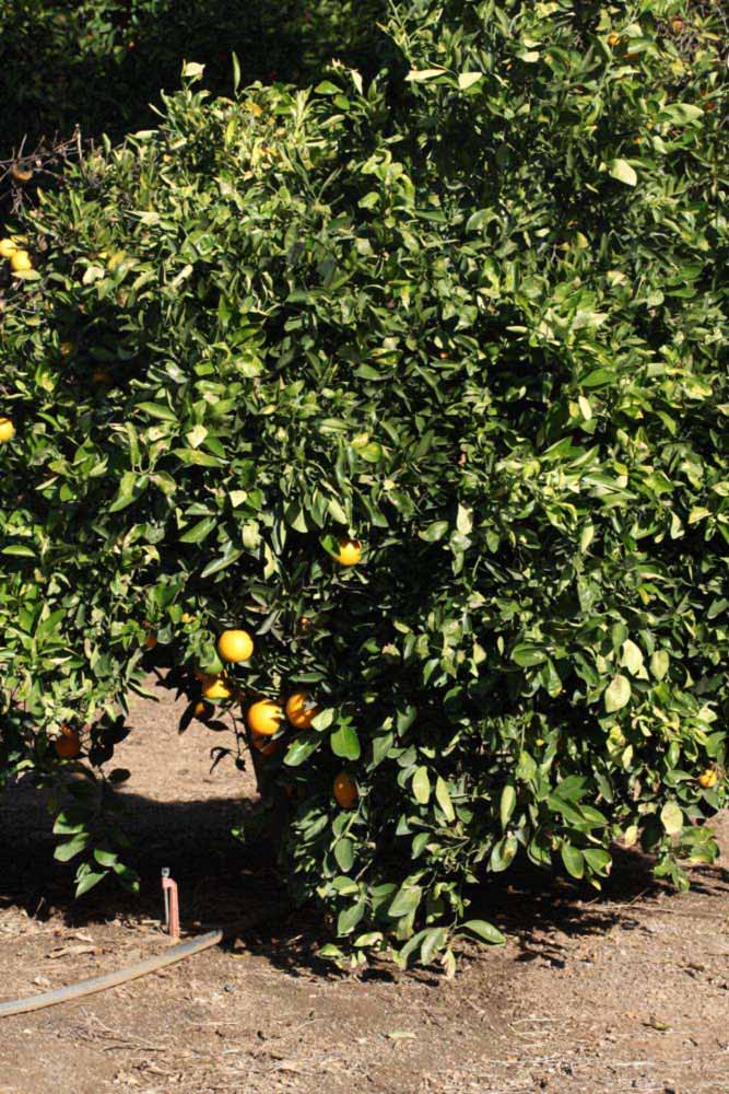            Habit (Riverside, CA)   